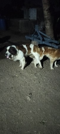 ચેન બના ના ડોગ મિટિંગ માટે