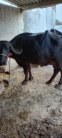 જાફરાબાદી
