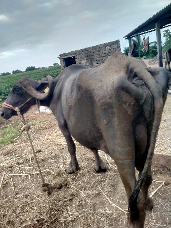 ભેશ વેચવાની છે....