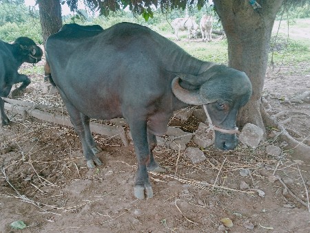 જાફરાબાદી
