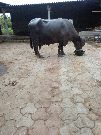 ભેંસ વેચવાની છે