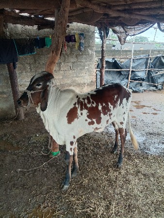 ગીર લીલુડી વાસળી વેચવાની છે હા