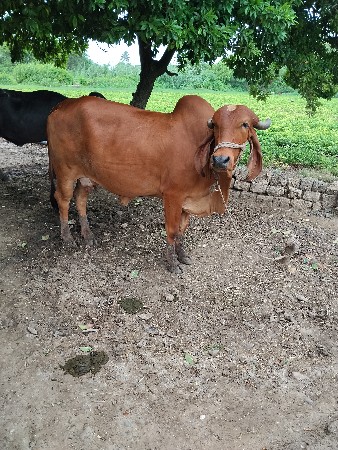 ગાય વેચવાની છે