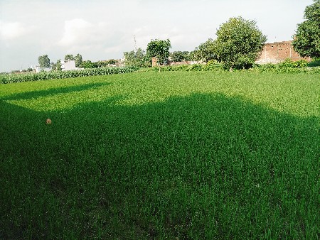 રૂહાન મલેક જમીન લેવા માટે