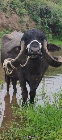 ભેંશ વેસવાની છે સાટામા ભેશ સાલસે