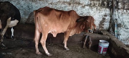 gir gay veshvani se
