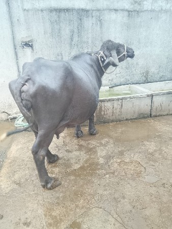બીજા વેતર ની ભેંસ વેશવાની છે