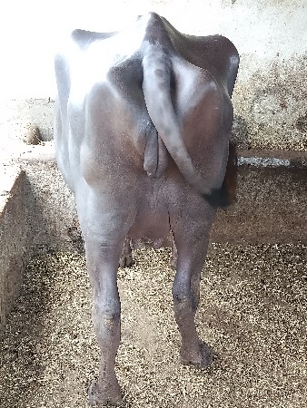 ખડેલી વેચવાની છે