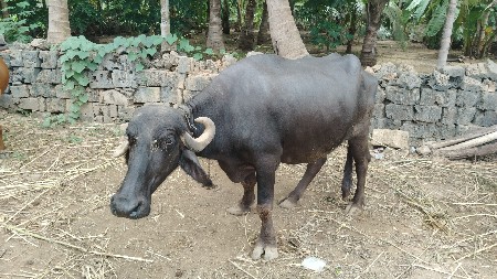 આ ભેંસ વેચવાની છે