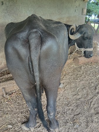 ભેંસ વેચવાની છે