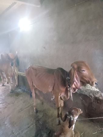 વાછડી વેચવાની છે