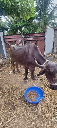 ફોટા ફોન ના કરવાનો