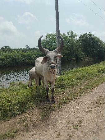 ગોધલા વેસવા ના છે.