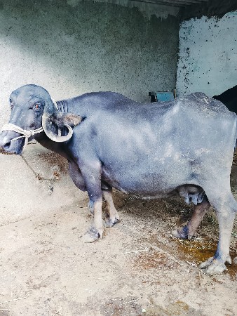 ભેસ વેચવાની છે