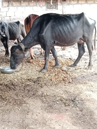 ભેંસ વેચવા ની છે