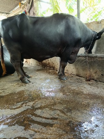 2 વેતર