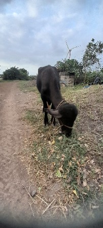 આ પાડો વેચવાનો છે