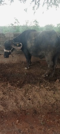 1 મહિના ની વાર  છે