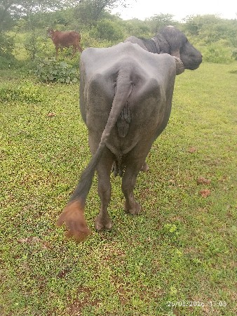 ભેંસ વેચવાની છે.