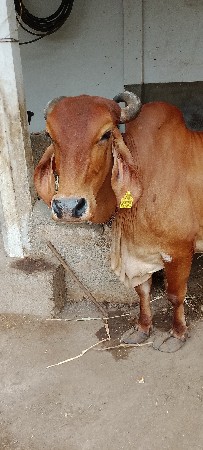 ગાય વેચવાની છે