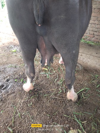 ભેશ