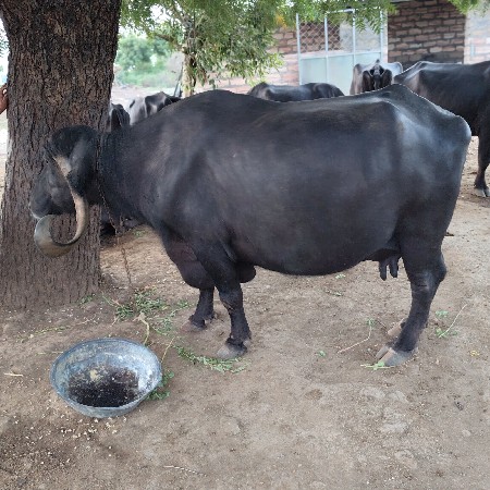 ભેંસ વેચવા ની સે