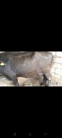 વૈચવાનિ શે