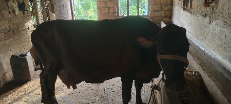 4 vetar