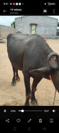 એકદમ ચોખી પેલા વેતર ની છે