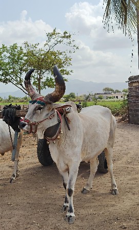 બળદ