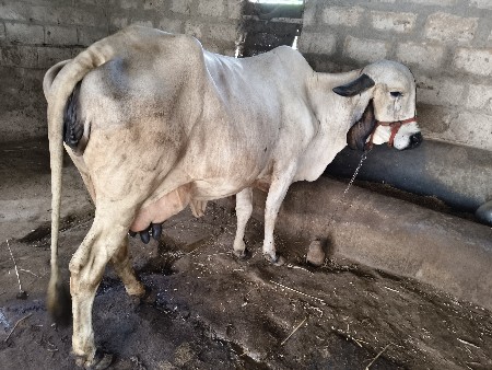 લિલડી ગાય