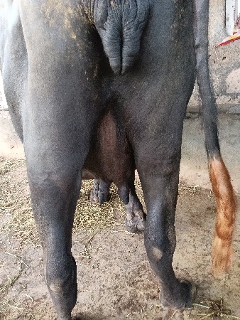 ભેંસ વેચવાની છે