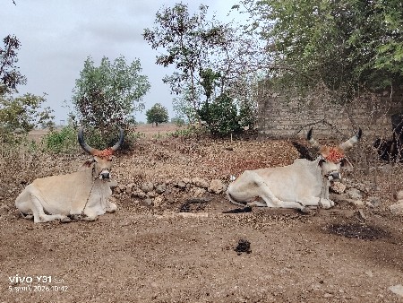 વેચવાના છે