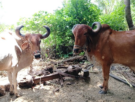 બળદ વેચવા ના સે 4 ધર