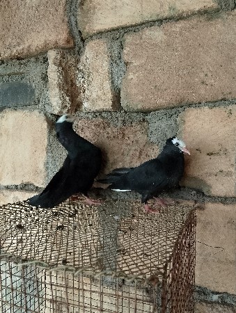 મુખી પઠા