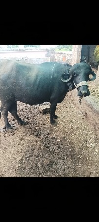ભેંસ વેચવાની  છે