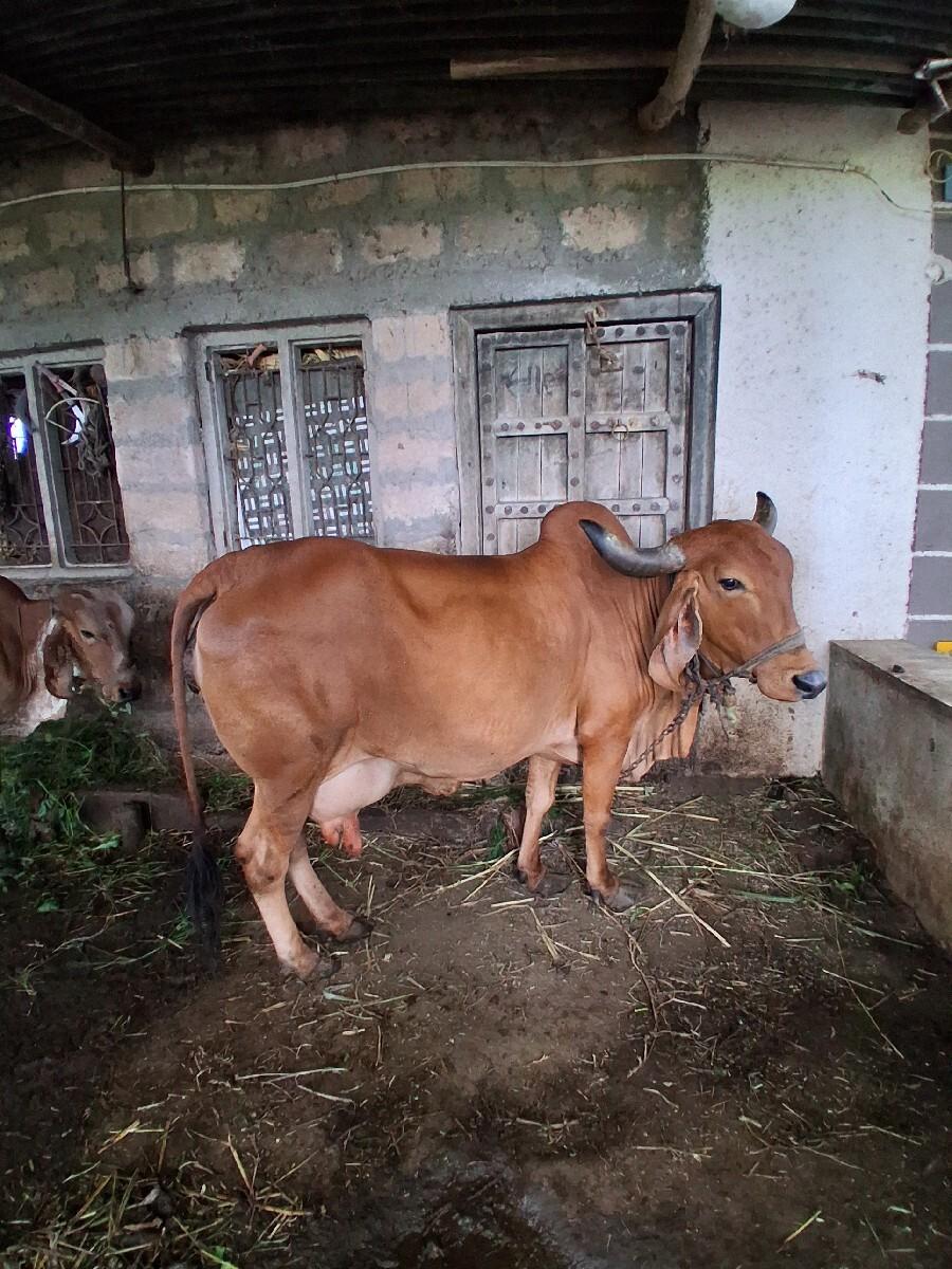 ગાય