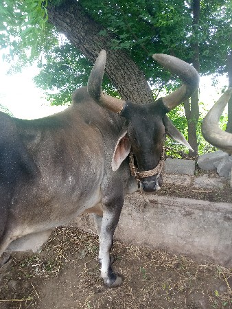 હરેશભાઈ પાધડાર
