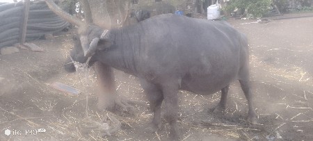 ભેંસ વેચવાની છે