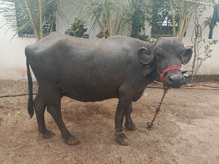 ભેંસ વેચવાની છે