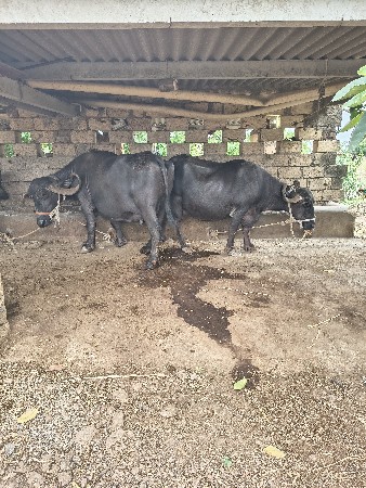 ત્રણ ભેંશુ વેશવાની છે