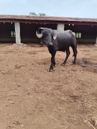 પાડો વેસવાનો