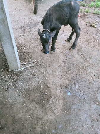 આપાડોવેસવાનોછે
