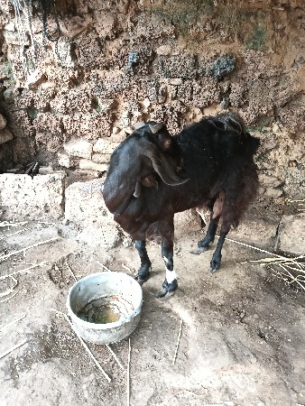 બકરી વેચવાની છે
