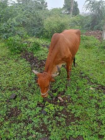 ગાયવેચવાનીસે