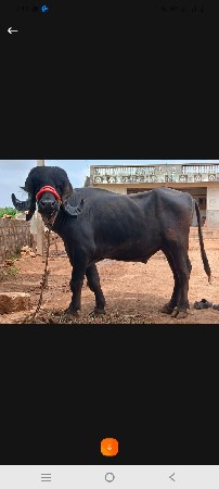 પાડો વેશવા નો છે