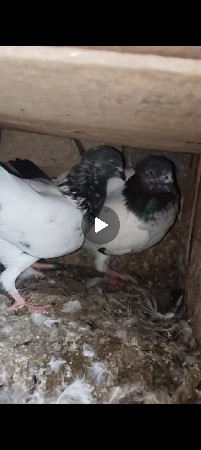 કબુતર 3 જોડી