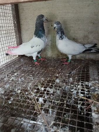 ઉડાન કબૂતર વેચવાના છે