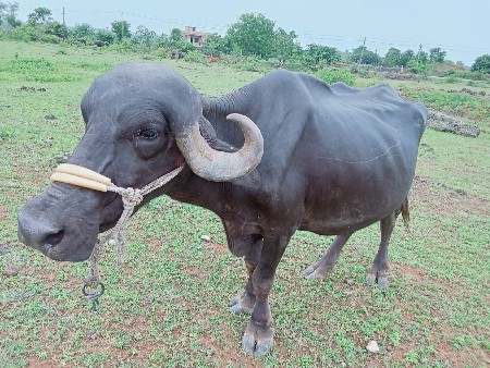 ભેંસ વેચવાની છે