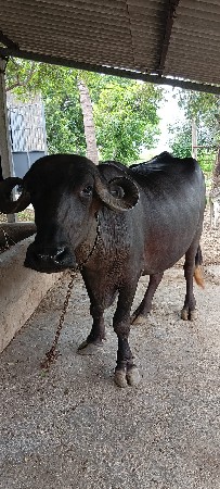બીજું વેતર ખડેલી વેચવાની છે